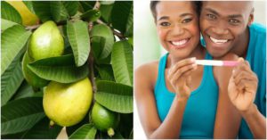 Guava leaves and pregnancy