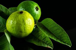 Guava leaves and fertility 