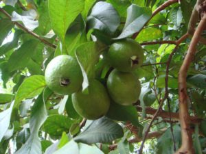 Guava leaves and fertility 